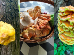 Mushroom Hunters Report First Orange Finds: Chicken of the Woods Grows on Trees and Is Impossible to Miss Chicken of the woods growing on a tree trunk