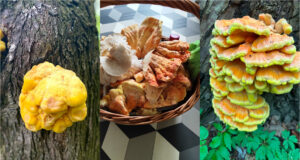 Mushroom Hunters Report First Orange Finds: Chicken of the Woods Grows on Trees and Is Impossible to Miss Chicken of the woods growing on a tree trunk
