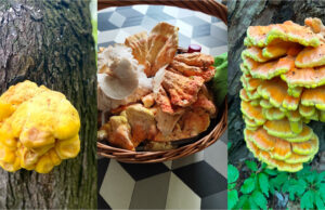 Mushroom Hunters Report First Orange Finds: Chicken of the Woods Grows on Trees and Is Impossible to Miss Chicken of the woods growing on a tree trunk