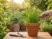 Chive Leaves Turning Yellow, Thinning Out and Not Regrowing After Cutting? The Most Common Mistakes That Weaken Them Unnecessarily Healthy chives on a kitchen windowsill.