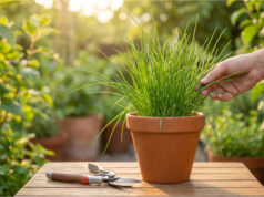 Chive Leaves Turning Yellow, Thinning Out and Not Regrowing After Cutting? The Most Common Mistakes That Weaken Them Unnecessarily Healthy chives on a kitchen windowsill.