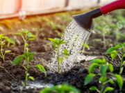 Yeast as Plant Nutrition: When It Makes Sense and Why Not to Overdo It Yeast as plant nutrition