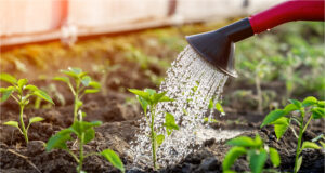 Yeast as Plant Nutrition: When It Makes Sense and Why Not to Overdo It Yeast as plant nutrition