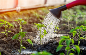 Yeast as Plant Nutrition: When It Makes Sense and Why Not to Overdo It Yeast as plant nutrition