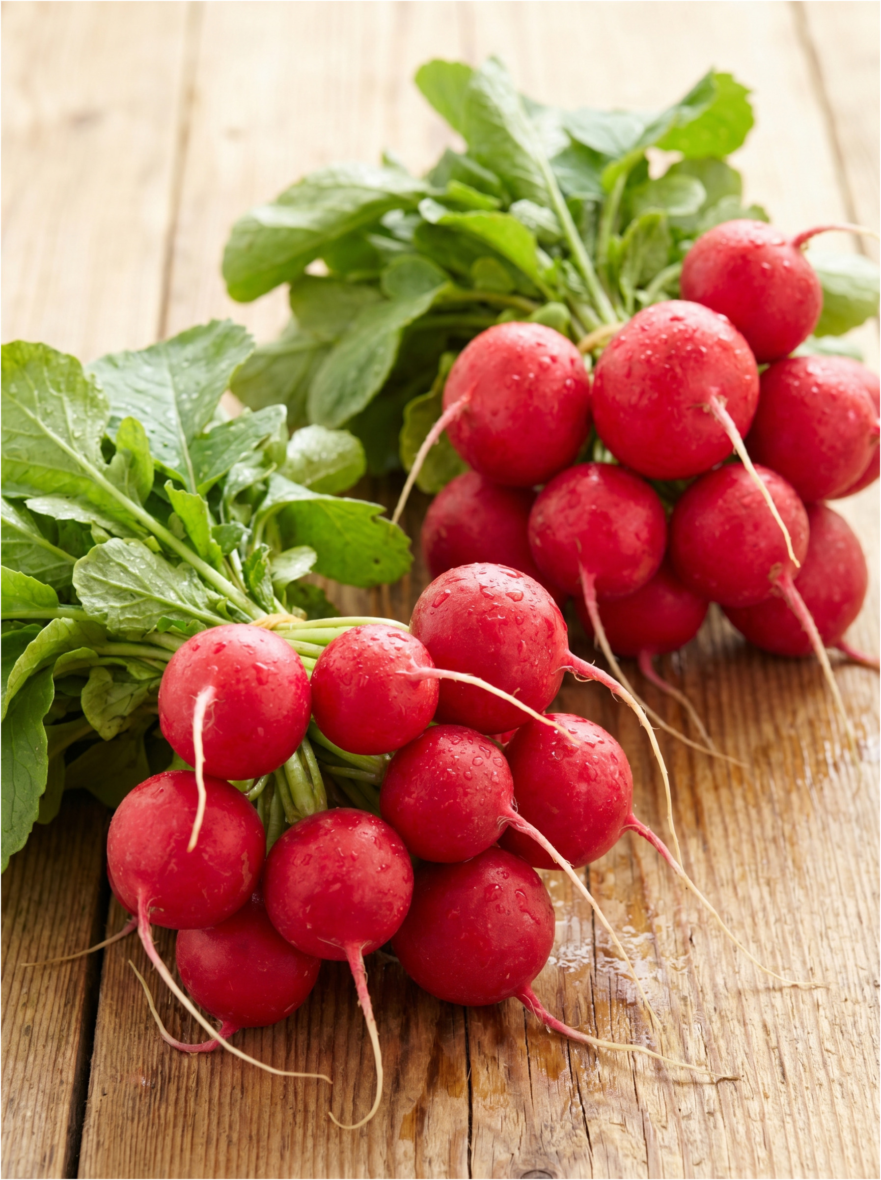 Freshly harvested radishes.