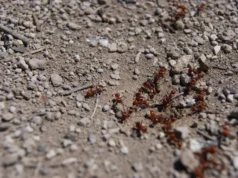 Simple Grandma’s Trick Against Ants in the Garden: When Coffee Grounds Help and When They’re Not Enough Garden idea: using coffee grounds as a natural ant repellent