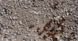Simple Grandma’s Trick Against Ants in the Garden: When Coffee Grounds Help and When They’re Not Enough Garden idea: using coffee grounds as a natural ant repellent