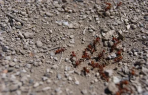 Simple Grandma’s Trick Against Ants in the Garden: When Coffee Grounds Help and When They’re Not Enough Garden idea: using coffee grounds as a natural ant repellent