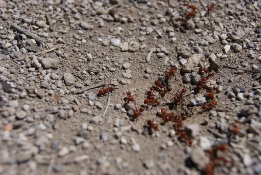 Simple Grandma’s Trick Against Ants in the Garden: When Coffee Grounds Help and When They’re Not Enough Garden idea: using coffee grounds as a natural ant repellent