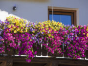 7 Flowers for Window Boxes That Can Handle a Sun-Soaked Balcony and Bloom Until Autumn Red geraniums blooming on a sunny balcony