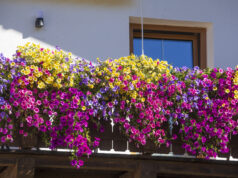 7 Flowers for Window Boxes That Can Handle a Sun-Soaked Balcony and Bloom Until Autumn Red geraniums blooming on a sunny balcony