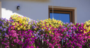 7 Flowers for Window Boxes That Can Handle a Sun-Soaked Balcony and Bloom Until Autumn Red geraniums blooming on a sunny balcony