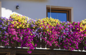 7 Flowers for Window Boxes That Can Handle a Sun-Soaked Balcony and Bloom Until Autumn Red geraniums blooming on a sunny balcony