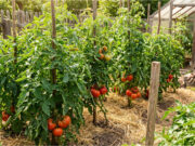 Giant Tomato Harvest Without Chemicals: 3 Homemade Fertilizers to Boost Growth and Protect Fruits from Blight Healthy tomatoes in the garden