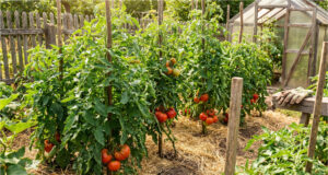 Giant Tomato Harvest Without Chemicals: 3 Homemade Fertilizers to Boost Growth and Protect Fruits from Blight Healthy tomatoes in the garden
