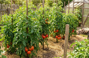 Giant Tomato Harvest Without Chemicals: 3 Homemade Fertilizers to Boost Growth and Protect Fruits from Blight Healthy tomatoes in the garden