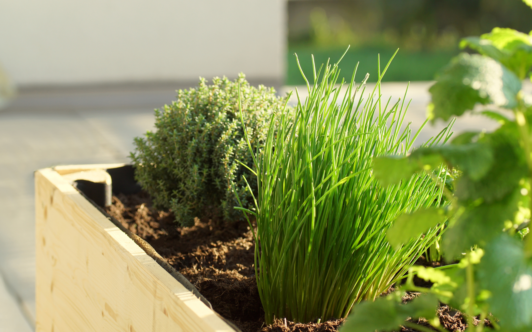 Lush green chives growing in a garden bed