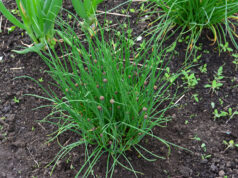 From a Few Thin Blades to a Lush Clump: How to Care for Chives So They Thrive All Summer Lush green chives growing in a garden bed