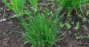 From a Few Thin Blades to a Lush Clump: How to Care for Chives So They Thrive All Summer Lush green chives growing in a garden bed