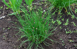 From a Few Thin Blades to a Lush Clump: How to Care for Chives So They Thrive All Summer Lush green chives growing in a garden bed