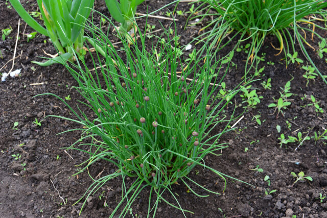 iStock-1213172673 Lush green chives growing in a garden bed