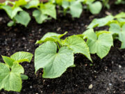 Are Your Cucumber Leaves Turning Yellow? Give Them This Homemade Elixir for a Giant Harvest Without Chemicals Cucumber seedlings in garden bed
