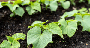 Are Your Cucumber Leaves Turning Yellow? Give Them This Homemade Elixir for a Giant Harvest Without Chemicals Cucumber seedlings in garden bed