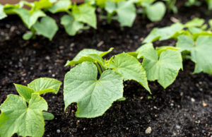 Are Your Cucumber Leaves Turning Yellow? Give Them This Homemade Elixir for a Giant Harvest Without Chemicals Cucumber seedlings in garden bed