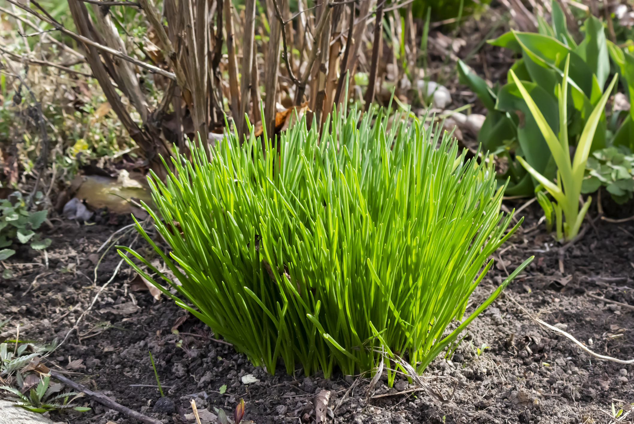 Cutting chives with sharp scissors for healthy regrowth