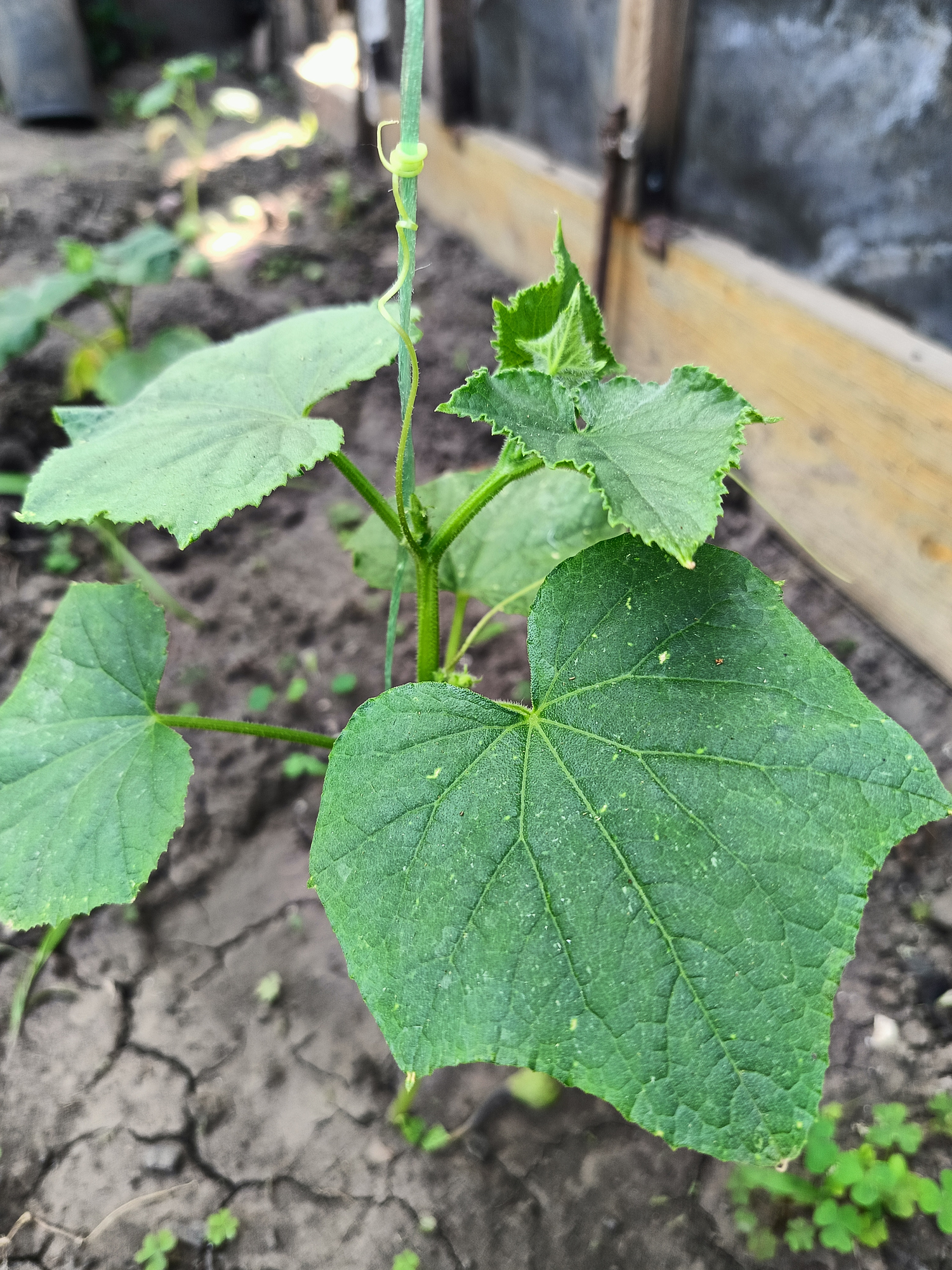 Wood ash as fertilizer for cucumbers