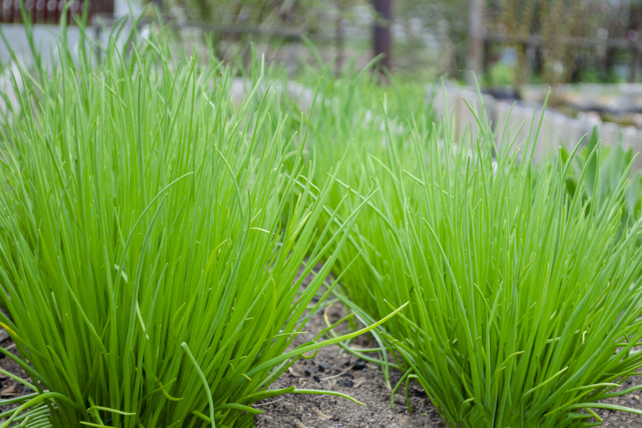 Dividing an old chive clump to rejuvenate it