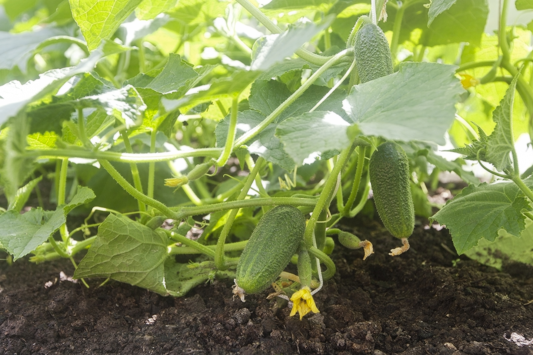 Healthy cucumber harvest