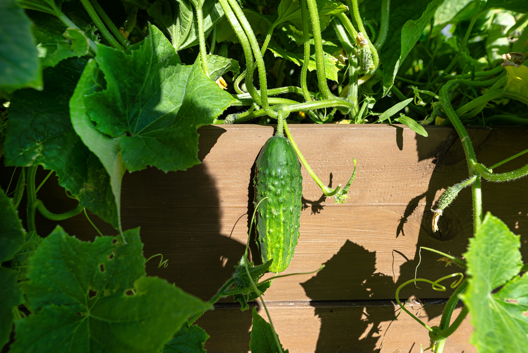 Banana peel fertilizer for cucumbers