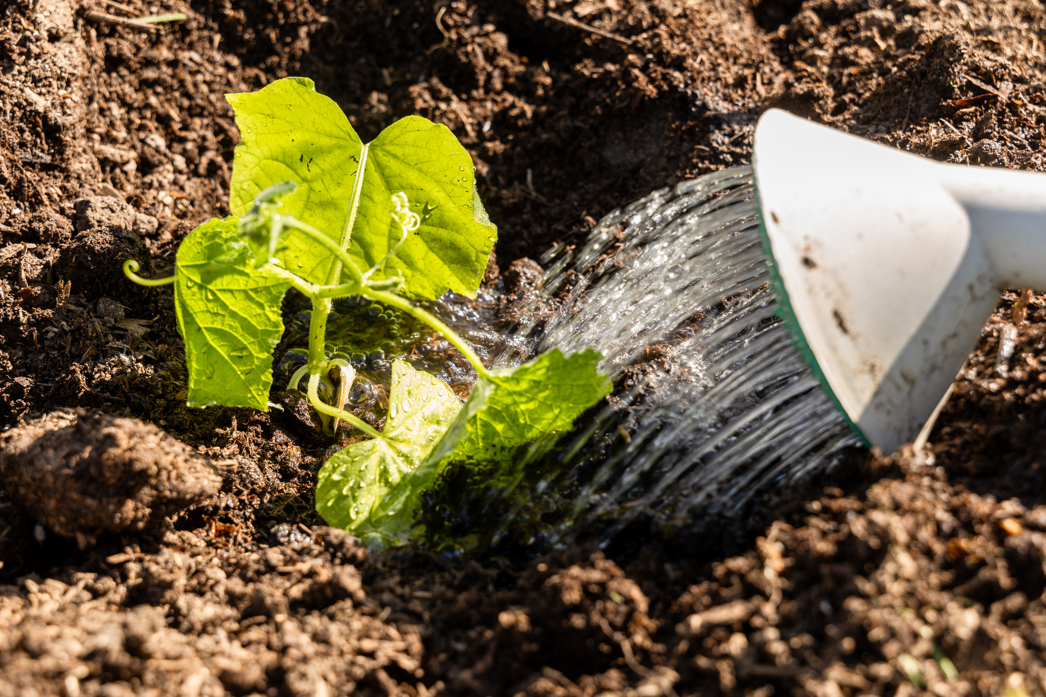 Cucumber seedlings in garden bed