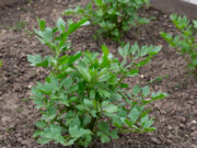 Lovage in the Garden: The Herb for Soups That Grows Almost by Itself. Avoid These 3 Mistakes Lovage leaves detail in the garden