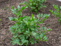 Lovage in the Garden: The Herb for Soups That Grows Almost by Itself. Avoid These 3 Mistakes Lovage leaves detail in the garden