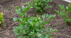 Lovage in the Garden: The Herb for Soups That Grows Almost by Itself. Avoid These 3 Mistakes Lovage leaves detail in the garden