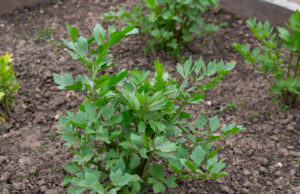 Lovage in the Garden: The Herb for Soups That Grows Almost by Itself. Avoid These 3 Mistakes Lovage leaves detail in the garden