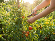 The Mistake That Will Cost You Half Your Harvest: How to Properly Pinch Tomatoes and Which Shoots Must Go Immediately Removing lower leaves for better growth.