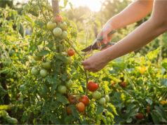 The Mistake That Will Cost You Half Your Harvest: How to Properly Pinch Tomatoes and Which Shoots Must Go Immediately Removing lower leaves for better growth.