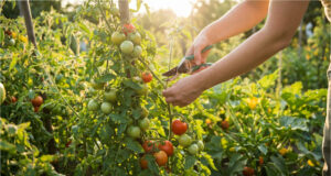The Mistake That Will Cost You Half Your Harvest: How to Properly Pinch Tomatoes and Which Shoots Must Go Immediately Removing lower leaves for better growth.