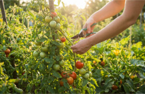The Mistake That Will Cost You Half Your Harvest: How to Properly Pinch Tomatoes and Which Shoots Must Go Immediately Removing lower leaves for better growth.