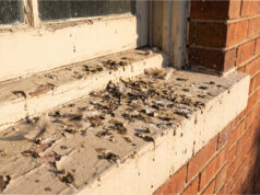Our Neighbor Started Feeding Stray Pigeons From Her Window Ledge. Our New Windows and Facade Were Ruined by Droppings in a Month Damage caused by pigeon droppings.