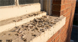 Our Neighbor Started Feeding Stray Pigeons From Her Window Ledge. Our New Windows and Facade Were Ruined by Droppings in a Month Damage caused by pigeon droppings.