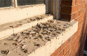Our Neighbor Started Feeding Stray Pigeons From Her Window Ledge. Our New Windows and Facade Were Ruined by Droppings in a Month Damage caused by pigeon droppings.