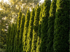 Our Neighbor Planted Fast-Growing Leyland Cypresses on the Border—Within Two Years, We Lost All Our Afternoon Sun Fast-growing cypresses shading our garden.