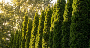 Our Neighbor Planted Fast-Growing Leyland Cypresses on the Border—Within Two Years, We Lost All Our Afternoon Sun Fast-growing cypresses shading our garden.