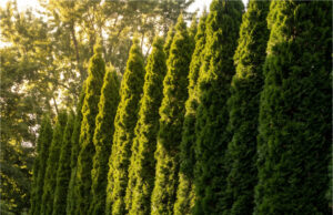 Our Neighbor Planted Fast-Growing Leyland Cypresses on the Border—Within Two Years, We Lost All Our Afternoon Sun Fast-growing cypresses shading our garden.