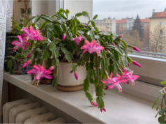 Christmas Cactus: What to Do Now to Make It Bloom for Christmas Christmas cactus with pink flowers in a pot