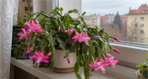 Christmas Cactus: What to Do Now to Make It Bloom for Christmas Christmas cactus with pink flowers in a pot